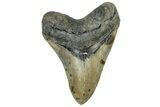 Serrated, Fossil Megalodon Tooth - North Carolina #309466-1